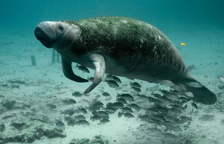 manatee